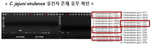 PCR 기반 C. jejuni에서 유해인자 존재 유무 확인