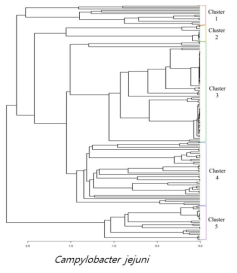 JSpecies taxonomic thresholds를 통해 분류된 156종 C. jejuni의 계통수 기반 Average Nucleotide Identity (ANI) tree 확인 결과