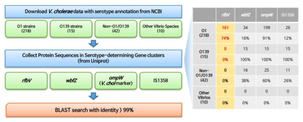 Vibrio cholerae 혈청형 분석 프로그램 알고리즘 및 현재 정확도
