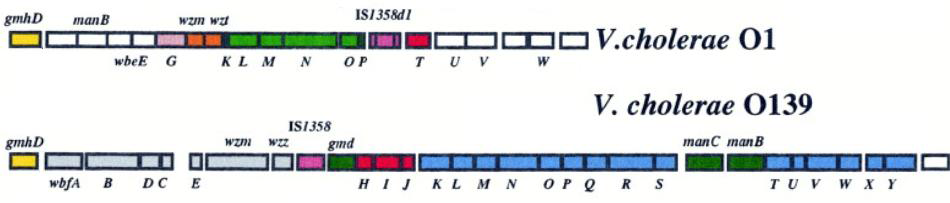 Vbrio cholerae O1의 wbe gene cluster와 O139의 wbf gene cluster