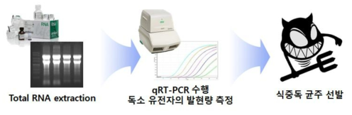 독소 유전자의 발현 여부 및 양상 파악