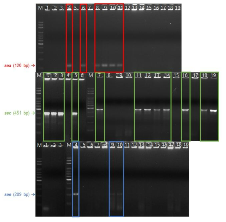 S. aureus의 sea, sec, see 유전자 확인 결과