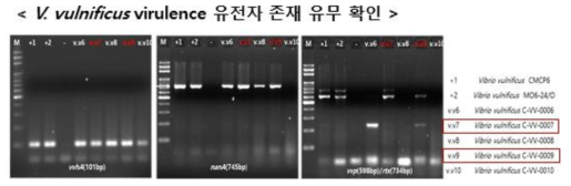 PCR 기반 V. vulnificul에서 유해인자 존재 유무 확인