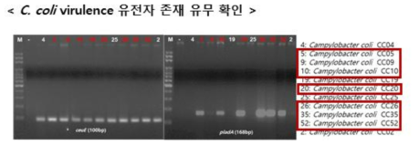 PCR 기반 C. coli에서 유해인자 존재 유무 확인