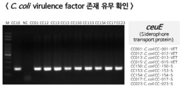 PCR 기반 C. coli 에서 유해인자 존재 유무 확인