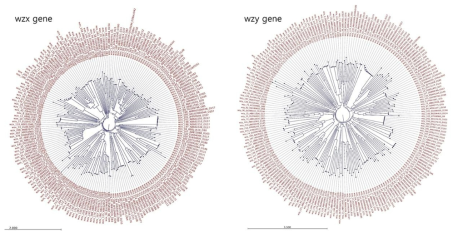 E. coli serotype별 wzx gene/wzy gene의 phylogenetic tree 결과