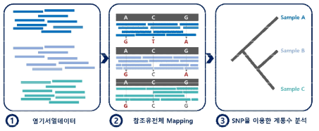 SNP 분석 프로그램 개발의 진행 과정