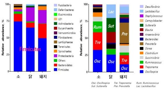 Microbiota Phylum 및 genus 분석;(왼) Phylum, (오) Genus