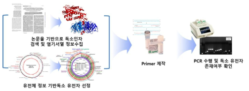 PCR을 활용한 독소 유전자 존재 여부 확인