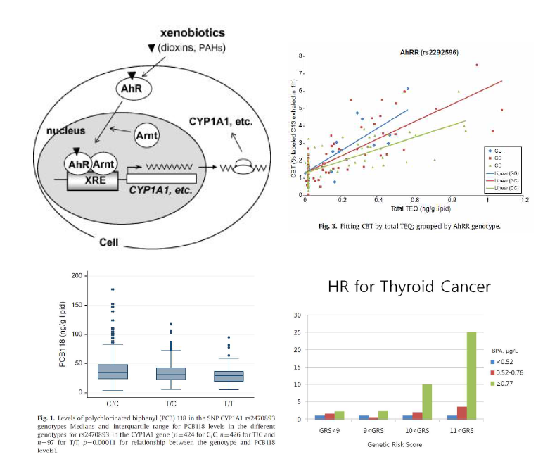 유전자형과 다이옥신류 인체 감수성의 선행논문 및 본 연구진의 선행연구결과