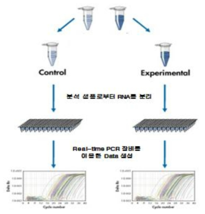 Real-time PCR을 이용한 식품 알레르겐 검출 원리