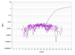 브라질넛 종 특이 Real-time PCR 특이성 결과