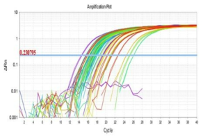 18S rRNA를 활용한 DNA 유무 확인 결과 (Real-time PCR)