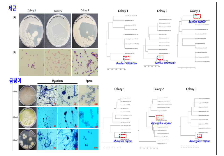 콩알메주에서 분리한 세균과 곰팡이.