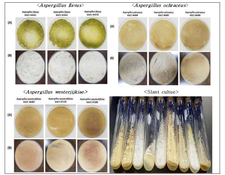 곰팡이독소 생산균주의 배양 상태.