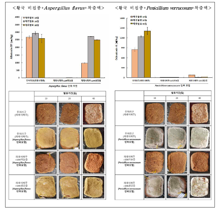 황국 비접종 메주 매질에서 착즙액의 곰팡이독소 분해능 분석.