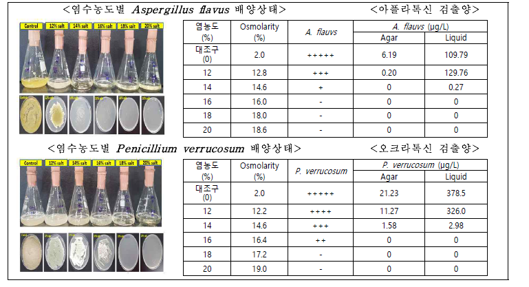 염수농도별 곰팡이독소 생산균주의 배양 상태 및 곰팡이독소 검출양