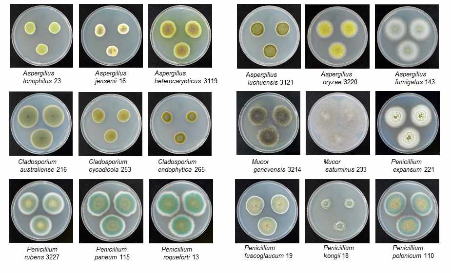 메주시료로부터 분리되어 동정한 균주들 (일부만 표시).