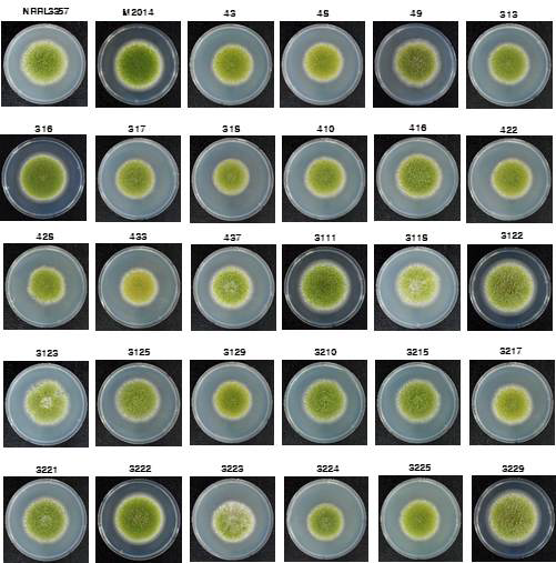 메주시료로부터 분리되어 동정한 A. oryzae 균주들 (일부만 표시).