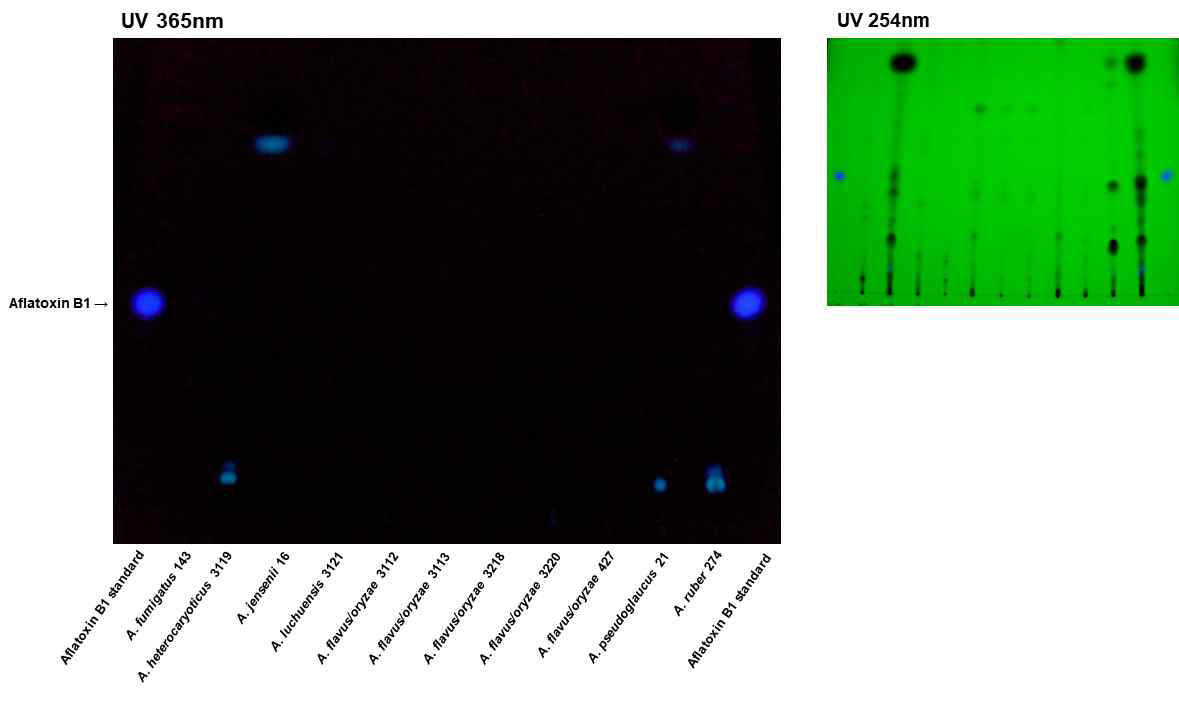 메주 분리균의 aflatoxin 생산 분석 (일부만 표시).