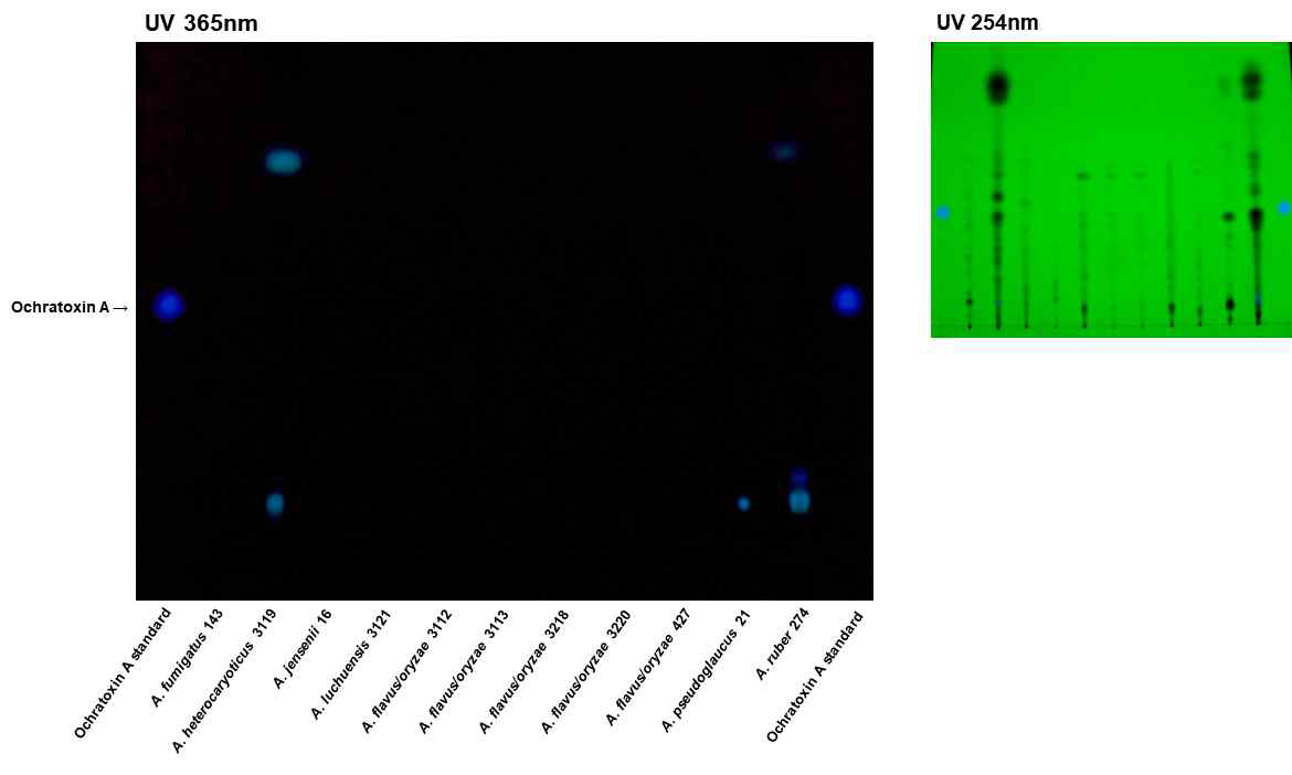 메주 분리균의 ochratoxin A 생산 분석 (일부만 표시).