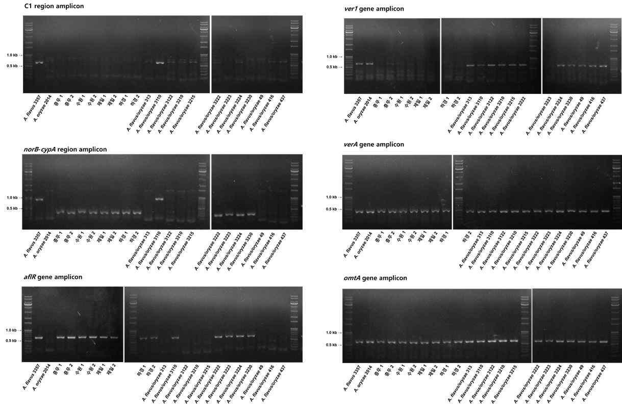 메주와 종국에서 분리한 균주들의 aflatoxin 유전자군의 PCR assay.