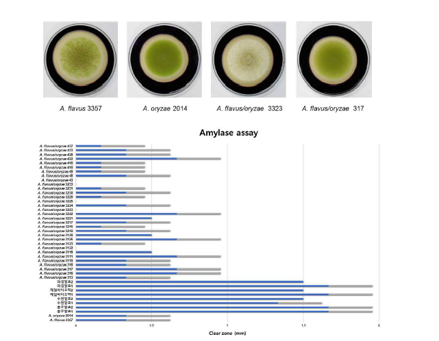 메주 및 종국 분리균주들의 amylase plate assay.