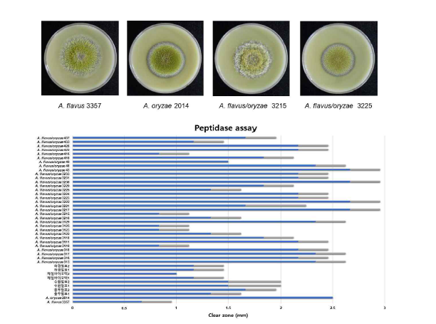 메주 및 종국 분리균주들의 peptidase plate assay.