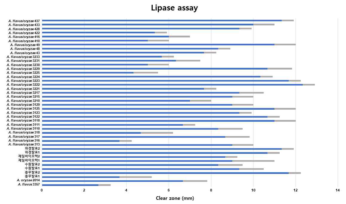 메주 및 종국 분리균주들의 lipase plate assay.