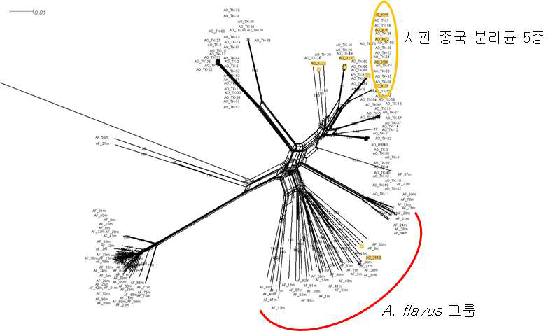 시판종국과 메주 분리균주의 유전체를 기반으로 분석된 A. flavus와 A. oryzae 분자 계통수.