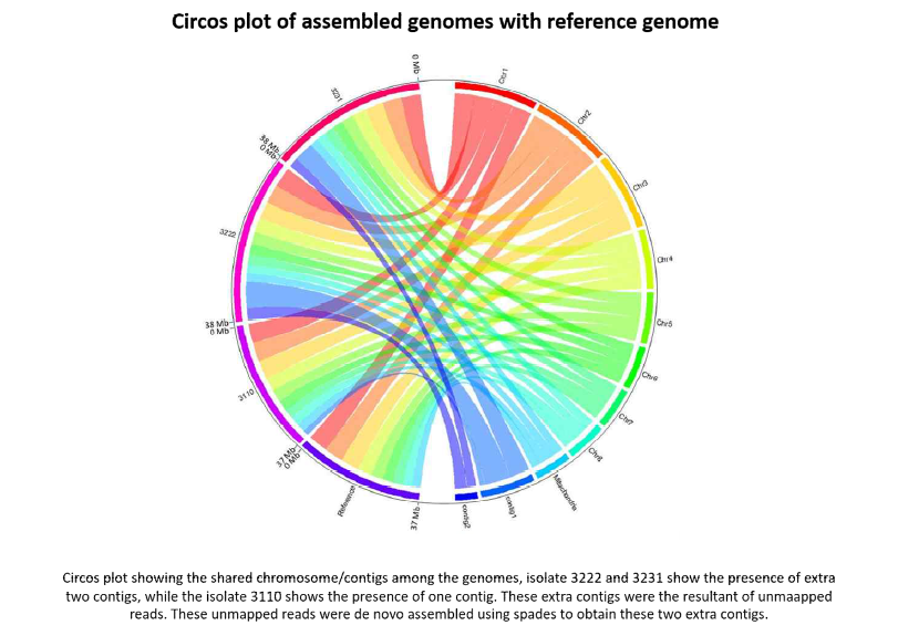 메주분리균들과 레퍼런스 균주사이의 circos plot 결과. 3222와 3231균주는 레퍼런스 및 3110 균주와 달리 두 개의 추가 contig가 존재하는 것이 밝혀졌다