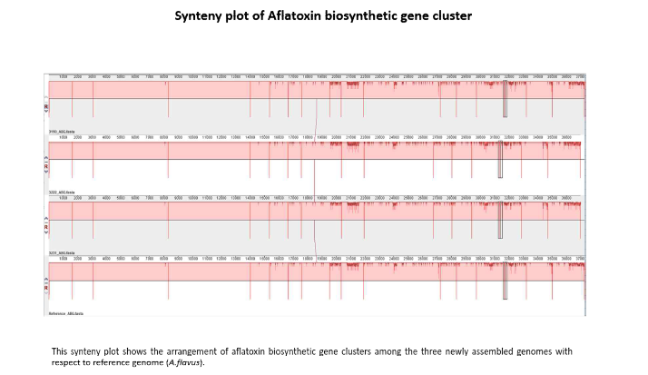 메주분리균 유전체상에서 아플라톡신 생합성 클러스터의 synteny분석.