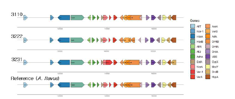 메주분리 3110, 3222, 3231균주의 아플라톡신 유전체 클러스터 변이 분석.