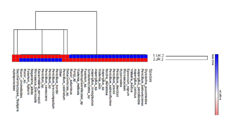 ITS library에서 분석된 메주시료 1번과 2번의 분류학적 미생물 분포 heatmap.