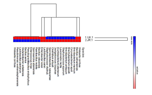 16S library에서 분석된 메주시료 1번과 2번의 분류학적 미생물 분포 heatmap.