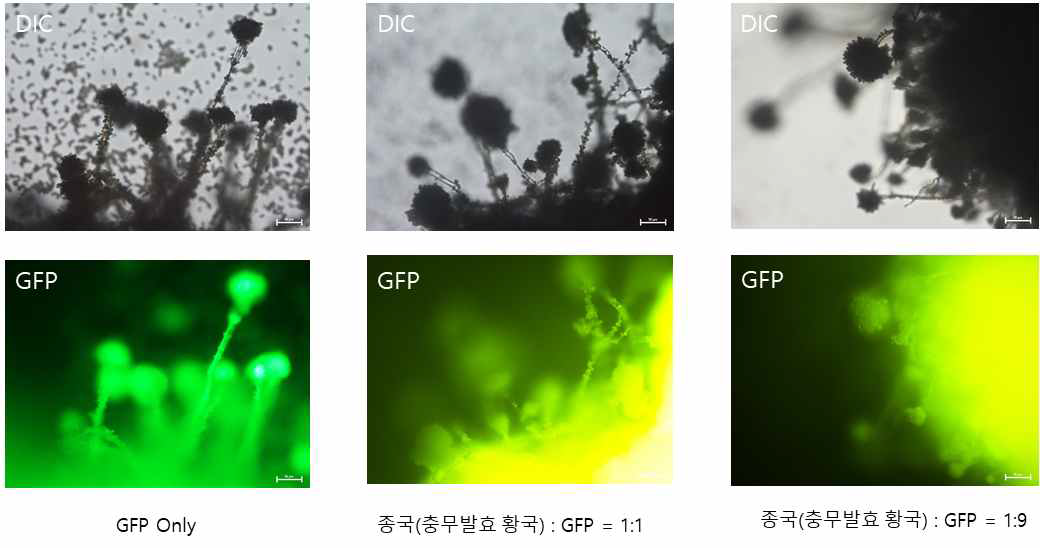 사각메주에서 GFP 관찰.