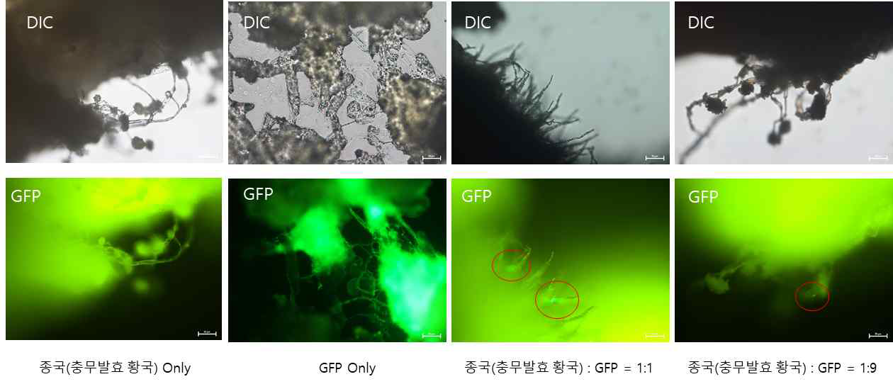 콩알메주에서 GFP 관찰.