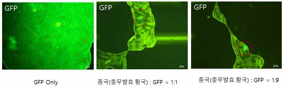 사각메주를 분쇄한 후, 멸균수에 희석하여 GFP 관찰.