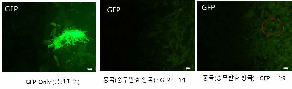 콩알메주를 분쇄한 후, 멸균수에 희석하여 GFP 관찰.