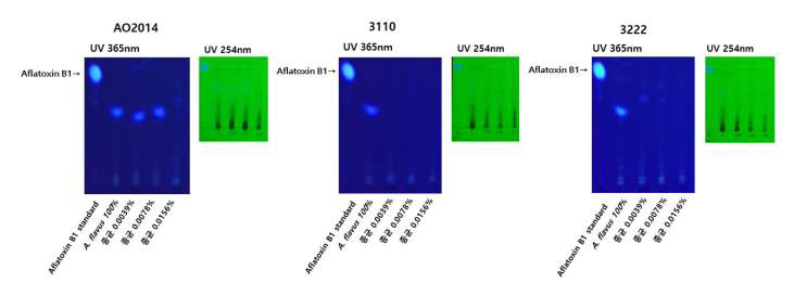 메주에서 분리한 종균을 활용한 콩알메주시료의 aflatoxin 분석 30℃에서 5일간 배양, 발효.