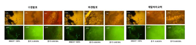 콩알메주에서 GFP 관찰