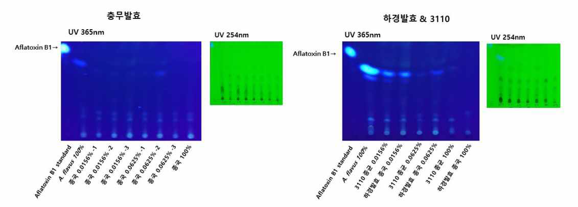 사각메주시료의 aflatoxin TLC 분석 (충무발효, 하경발효, 3110 시료 대상, TLC로 aflatoxin B1 오염여부 분석)