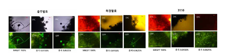 사각메주에서 GFP 관찰 (사각메주에서 충무발효, 하경발효, 3110 시료 대상, 형광현미경으로 관찰)