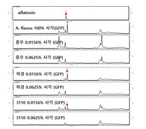 GFP 포함 MKGF7 균주를 이용한 사각메주 시료의 aflatoxin 분석. (충무발효, 하경발효, 3110 시료 대상, HPLC로 aflatoxin B1 오염여부 분석)