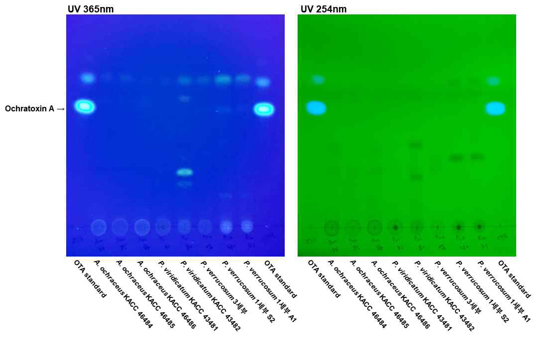 분양받은 ochratoxin A 생성균주의 독소 생성능 분석. PDA 배지상에서 25℃ 조건으로 15일간 배양 후, TLC 방법으로 ochratoxin A의 생성여부를 확인하였음.