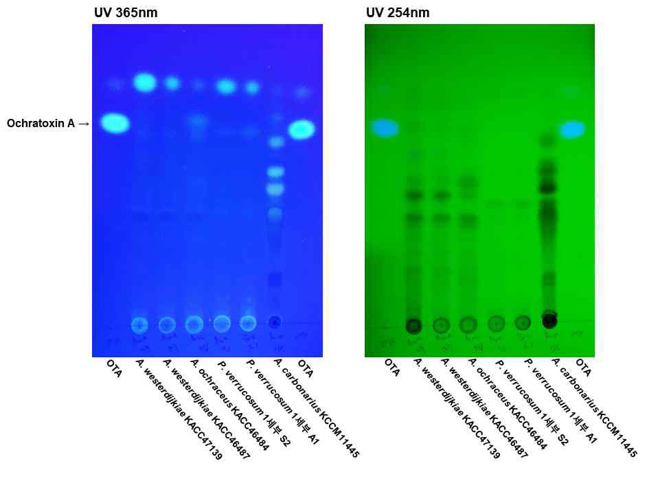 분양받은 ochratoxin A 생성균주의 독소 생성능 분석. PDA 배지상에서 25℃ 조건으로 15일간 배양 후, TLC 방법으로 ochratoxin A의 생성여부를 확인하였음.