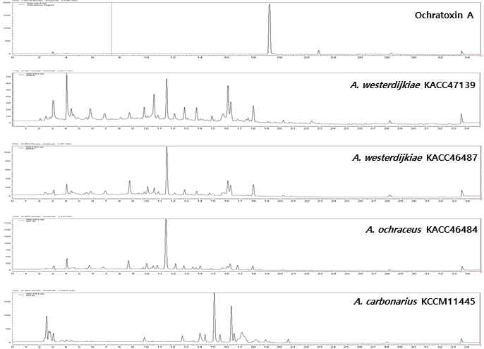 분양받은 ochratoxin A 생성균주의 독소 생성능 분석. PDA 배지상에서 25℃ 조건으로 15일간 배양 후, HPLC 분석방법으로 ochratoxin A의 생성여부를 확인하였음.