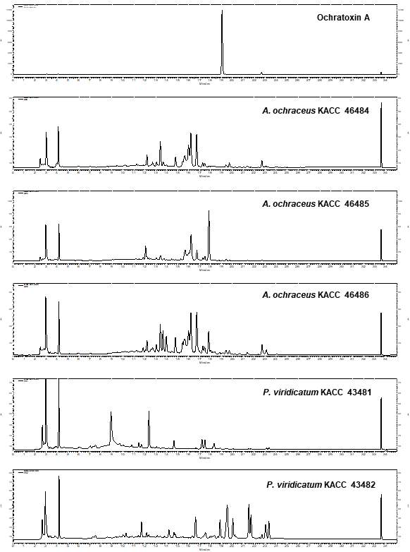 분양받은 ochratoxin A 생성균주의 독소 생성능 분석. PDA 배지상에서 25℃ 조건으로 15일간 배양 후, HPLC 분석방법으로 ochratoxin A의 생성여부를 확인하였음.