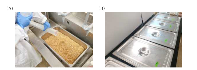 (A) 콩 세척 단계, (B) 침지 단계.
