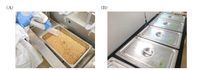 (A) 콩 세척 단계, (B) 침지 단계.